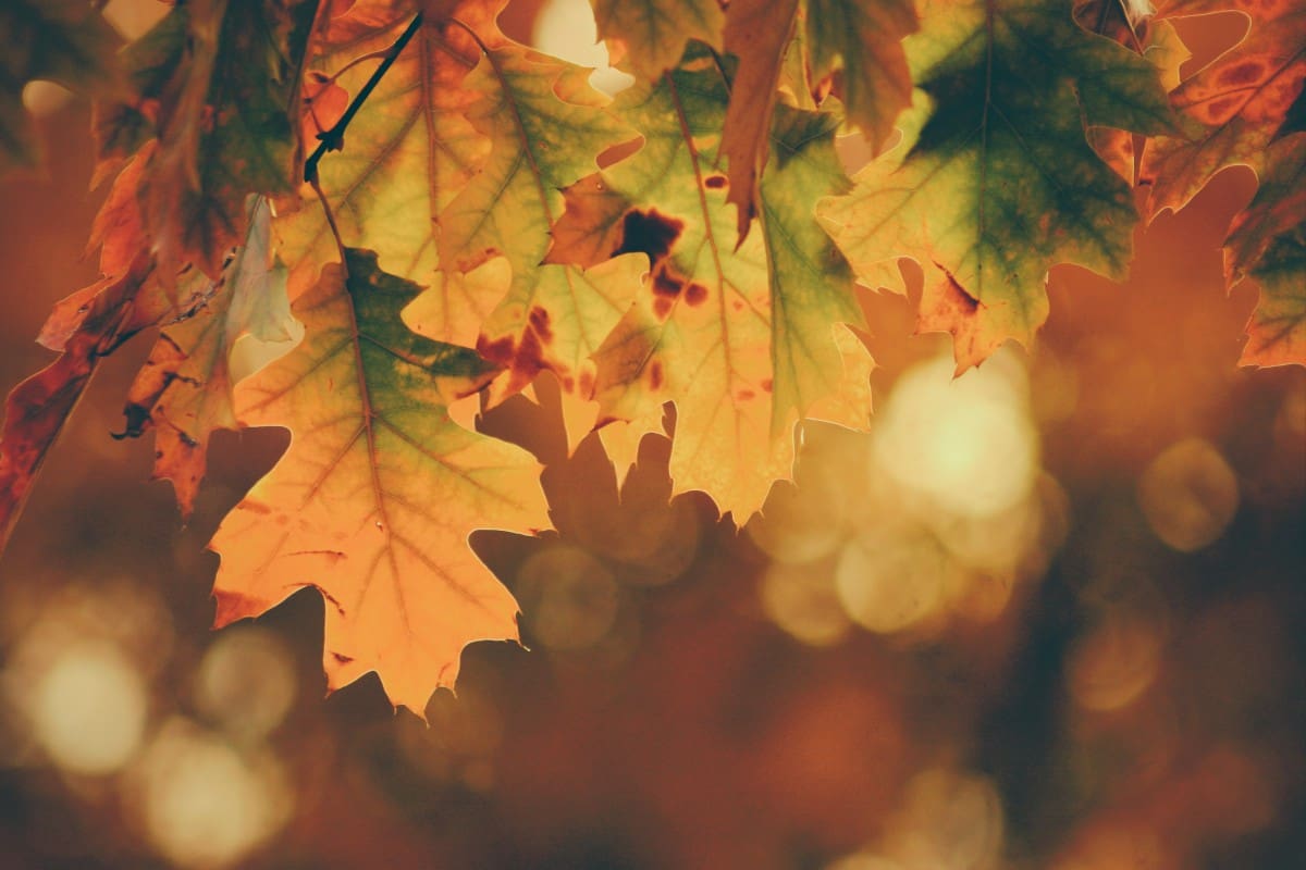 Close-up of colorful fall foliage